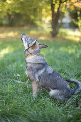 Funny dog on the grass