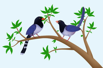 Taiwan blue magpie bird illustration