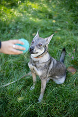 Funny dog on the grass