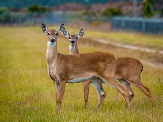 A pair of Deer looking at camera in Southwestern Florida