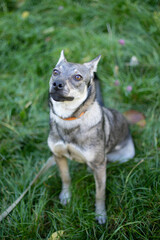 Funny dog on the grass