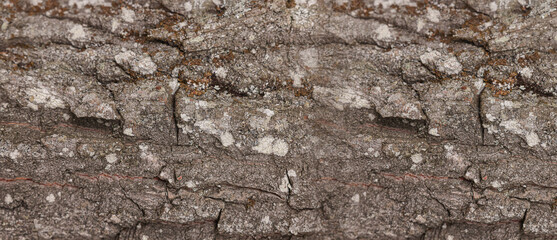 Texture of tree bark as background, closeup view. Banner design