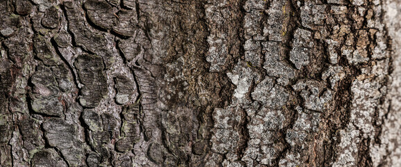 Texture of tree bark as background, closeup view. Banner design