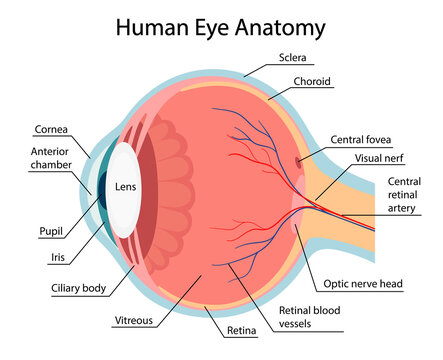 anatomy of a healthy eye. cartoon style