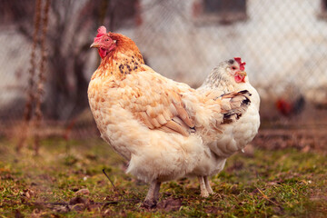 Light brown hen on the farm