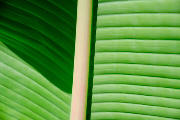  Tropical fan palm leaf