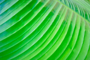  Tropical fan palm leaf