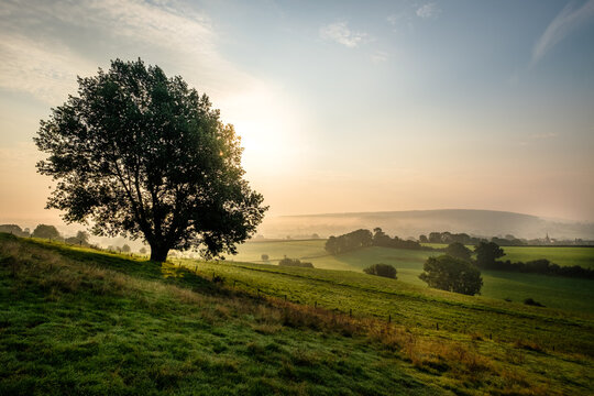 Tree in landscape at sunrise © jan.photo