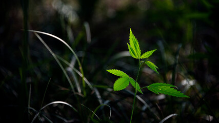 A ray of light illuminated the cannabis sprout.The backlit, evening light hemp leaves.Ascending sprout of cannabis.