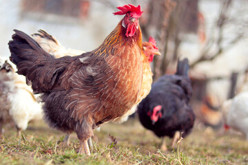 Light brown hen on the farm