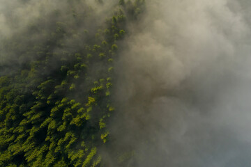 Aerial view of beautiful forest with conifer trees on foggy morning