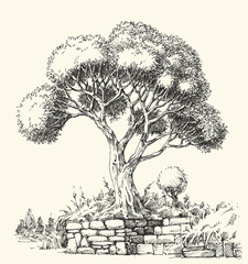 Olive tree landscape hand drawing