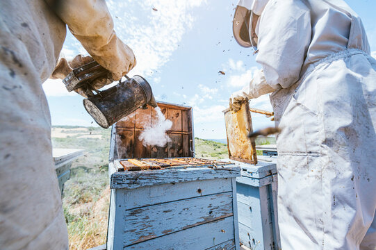 Female beekeeper holding bee smoker while male coworker removing beehive at farm