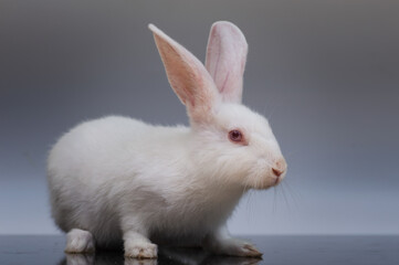 Rabbits are small, furry mammals with long ears, short fluffy tails, and strong, large hind legs. They have two pairs of sharp incisors (front teeth), one pair on top and one pair on the bottom