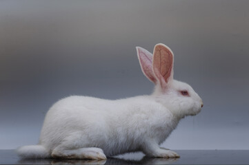 Rabbits are small, furry mammals with long ears, short fluffy tails, and strong, large hind legs. They have two pairs of sharp incisors (front teeth), one pair on top and one pair on the bottom