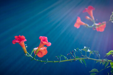 Ras flowers in a sunbeam