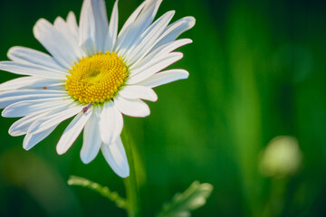 White large daisy 