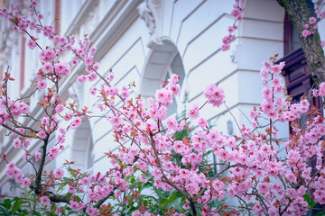 Fototapeta na wymiar Sakura flowers in the city, spring