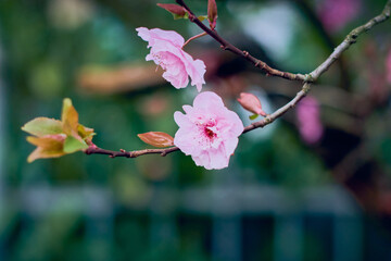  Sakura flowers in the city, spring