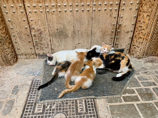 Cat feeding her kittens in front of a house entrance in the medina of Marrakech, Morocco.
