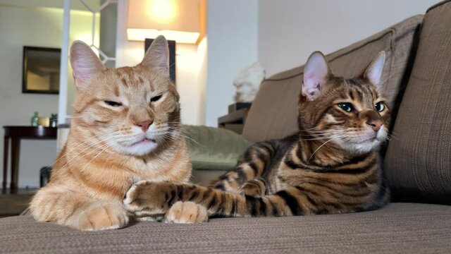 cats on couch waking getting up from nap