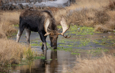 Obraz na płótnie Canvas Bull moose in Grand Teton National Park 