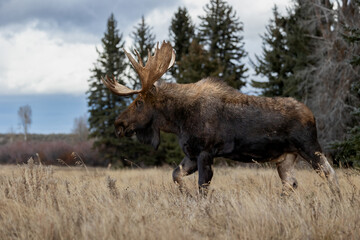 Naklejka na ściany i meble Bull moose in Grand Teton National Park 