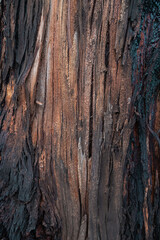 details of the texture of a tree trunk with rough and chipped bark, macro image of nature, empty wallpaper