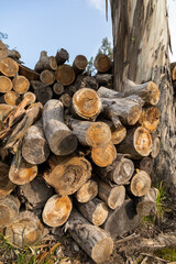wood logs cut and arranged in a pile to use as firewood, background and concept of deforestation, environment and nature in the field, wallpaper