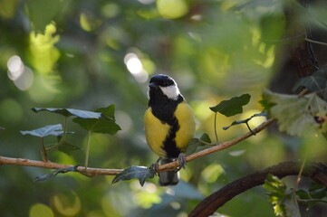 a small bird on a branch