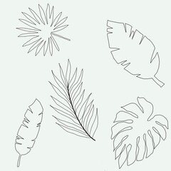 palm tree branches illustration .set of drawn tropical leaves and branches. monstera palm dracaena. line art
