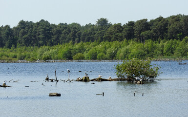 Naklejka premium Tree trunks and birds in the lake