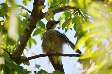 a bird on a branch cleans its feathers