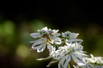 yellow wasp on a colorful flower