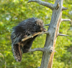 Porcupine in tree