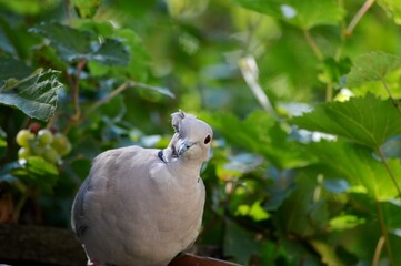 injured gray pigeon on a branch