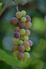 ripe grapes in the fall
