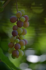 ripe grapes in the fall