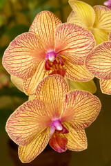 Phalaenopsis orchid blooms
