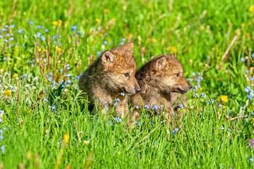 Baby wolves in Montana meadow