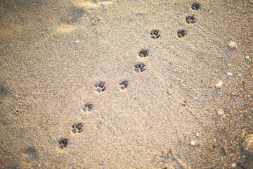 Footprints of a small dog on a sandy beach.