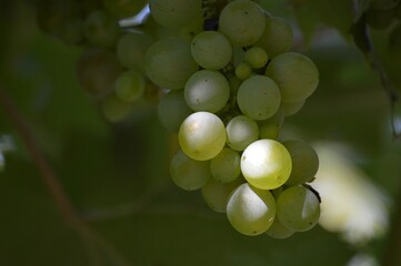ripe grapes in the fall