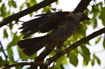 a black raven on a branch