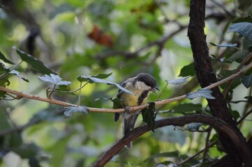 Obraz premium a small bird on a branch