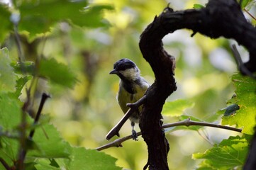 a small bird on a branch