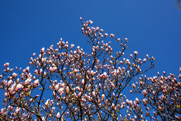 Bright white and pink flowering branches in bloom of a magnolia tree in the garden against a blue cloudless sky background on a beautiful sunny day in the spring time