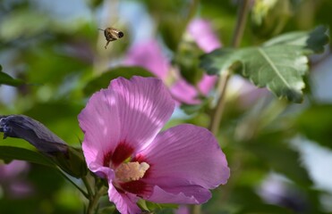 the bee flies towards the purple flower