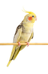 Corella parrot sitting on a wooden stick isolated on white background. Selective focus