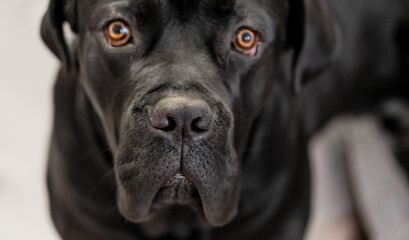 Close up portrait of black Italian cane corso. Selective focus on nose. Pets concept