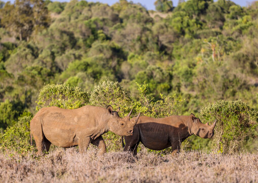 A Female Black Rhino With Her Sub-adult Calf At Borana Lodge In Kenya.